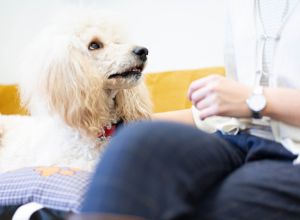 BETHESDA Therapiehund Feodora auf dem Sofa mit einer Patientin